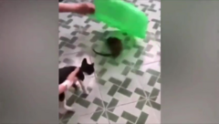 Clip: Mèo sợ 'chạy mất dép' khi nhìn thấy chuột