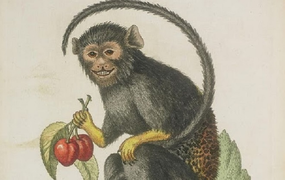 Tử vi 12 con giáp ngày 7/11: Tuổi Thân nên tránh xa đỏ đen kẻo sạt nghiệp