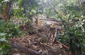 Hơn 1.000 cây sâm quý trên đỉnh Ngọc Linh bị vùi dập sau mưa bão