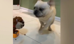 Clip: Chó giả 'dọa' chó thật giật bắn mình hoảng hốt