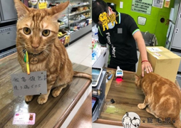 Dân mạng mê tít chú mèo đeo 'thẻ căn cước' tự ra cửa hàng mua đồ