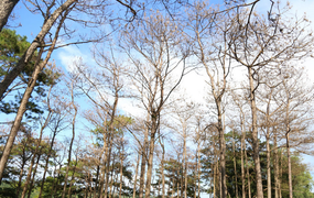 Rừng ở Đắk Glong bị tàn phá, lỗi do Huyện ủy thiếu quyết liệt