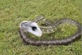 Trăn 'điên' lao vào tấn công người 