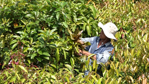 Video: Lão nông trồng rau rừng trên đất lúa kiếm gần 20 triệu đồng mỗi tháng