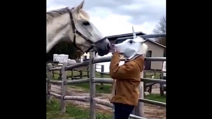 Đang 'tán gái', ngựa giật mình bỏ chạy khi biết sự thật về 'nàng'