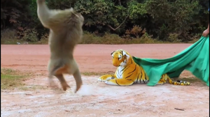 Clip: Chú khỉ tò mò nhảy dựng lên khi thấy hổ giả