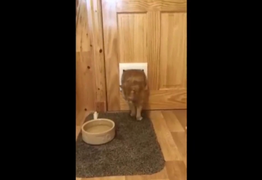 Clip: Mèo béo ú mắc kẹt khi chui qua cửa