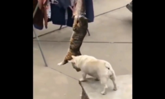 Clip: Chó giúp mèo trèo lên cao ăn vụng cá
