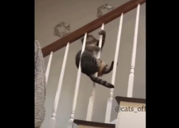 Clip: Trèo quá cao, chú mèo vất vả tìm đường xuống 