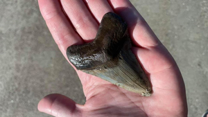 Phát khóc khi phát hiện tàn tích của quái vật thời tiền sử