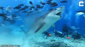 Rùng mình cảnh cá mập háu đói xé toạc đầu cá buồm