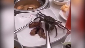 Clip: Trên đường chạy trốn, chú cua tự đi vào nồi lẩu