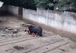 Bị gấu rừng tấn công, người đàn ông ở Quảng Nam nguy kịch