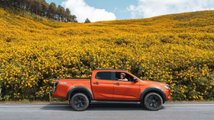 Video: Hoa dã quỳ nở rộ phủ kín ngọn đồi ở Thái Lan