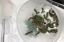 Thiếu thức ăn, sâu bướm chúa hung hăng, tấn công cả đồng loại