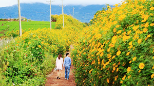 Du khách đổ về Gia Lai, tham gia lễ hội hoa dã quỳ