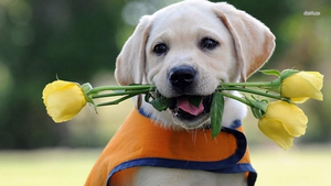 Tử vi 12 con giáp ngày 23/11: Tuổi Tuất được giới thiệu người để hẹn hò