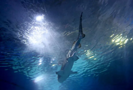 Cá mập Australia hung dữ chưa từng có trong 90 năm qua