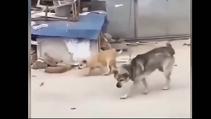 Hai chú chó nhảy theo nhạc cực điêu luyện