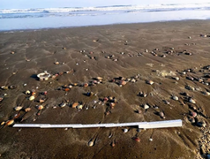 Ngao dạt vào bờ biển hàng loạt, dân Nhật lo sắp có thảm họa