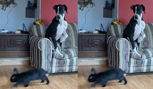 Clip: Chó sợ thỏ, run rẩy ngồi trên ghế không dám xuống