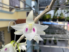 Hành trình phát triển vườn lan đột biến quý hiếm của chàng trai Hòa Bình