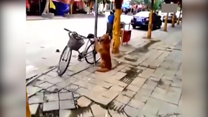 Clip: Chú chó khư khư trông xe giúp chủ trên hè phố
