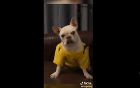 Cười lăn xem chú chó nổi cáu, ăn vạ khi đang chơi game bị chủ phá đám