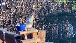 Clip: Chú sóc say rượu vì quá tham ăn