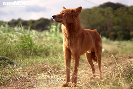 Ảnh: Tận thấy loài 'khuyển binh' từng giúp vua Lê đánh đuổi giặc Minh