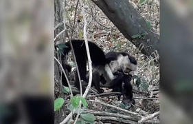 Khỉ cái đầu đàn và khỉ đực chia nhau ăn thịt đồng loại sơ sinh