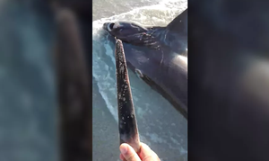 Cá kiếm nhỏ con đoạt mạng cá mập nhờ vũ khí lợi hại