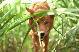 Video: Vén màn những bí ẩn dòng 'khuyển vương' thiện chiến của vua Lê Lợi
