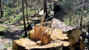 Video: Tan tác rừng bạch tùng hơn 100 tuổi ở Lâm Đồng