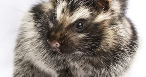 Loài chuột có tập tính quái dị: Ăn nọc độc từ cây rồi bôi lên toàn bộ cơ thể