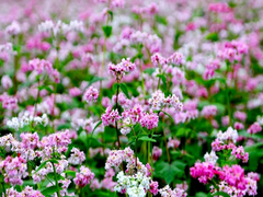 Video: Lễ hội hoa tam giác mạch Hà Giang lần thứ VI