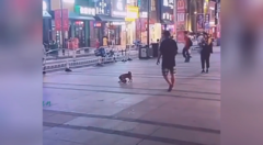 Clip: Chú chó tha dép chạy vòng quanh trêu đùa chủ