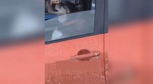 Clip: Chủ lề mề, chó bấm còi xe giục giã