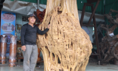 Gốc bằng lăng cườm khổng lồ được trả 250 triệu đồng mà chủ nhân chưa bán
