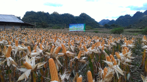 Công nghệ sinh học làm thay đổi ngành nông nghiệp