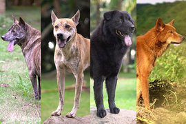 Những điều ít biết về 'tứ đại danh khuyển' của Việt Nam