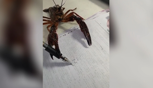 Clip: Kinh ngạc xem chú tôm cầm bút viết cả dãy số