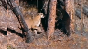 Video: Tát báo con ngã ra đất, gấu đen bị báo mẹ đuổi lên tận ngọn cây