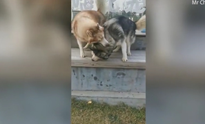 Dân mạng rớt nước mắt xem chú chó mù được em trai dạy nhảy