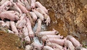 Truy tìm kẻ vứt gần 100 con lợn nhiễm bệnh chết ra môi trường