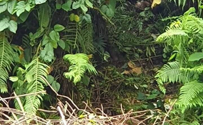 Quảng Nam: Kẻ nổ súng khiến 4 người thương vong tự tử trong rừng