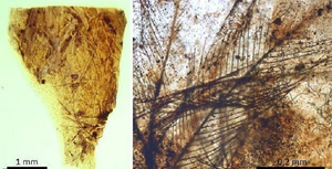 Động vật hơn 100 triệu năm tuổi để lại vết tích khi đang say ngủ