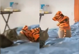 Clip: Chuột ngại ngùng khi lỡ hôn mèo