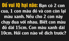 Đố vui hại não: Cua đen và cua đỏ thi chạy, con nào nhanh hơn?