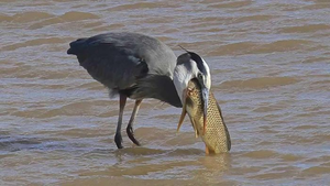 Video: Diệc xám nuốt chửng cá chép to gấp 5 lần cổ